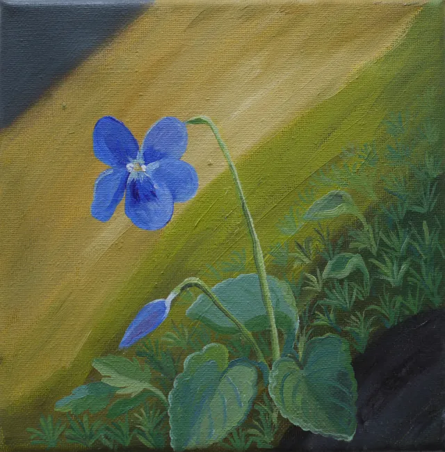 Veilchen
