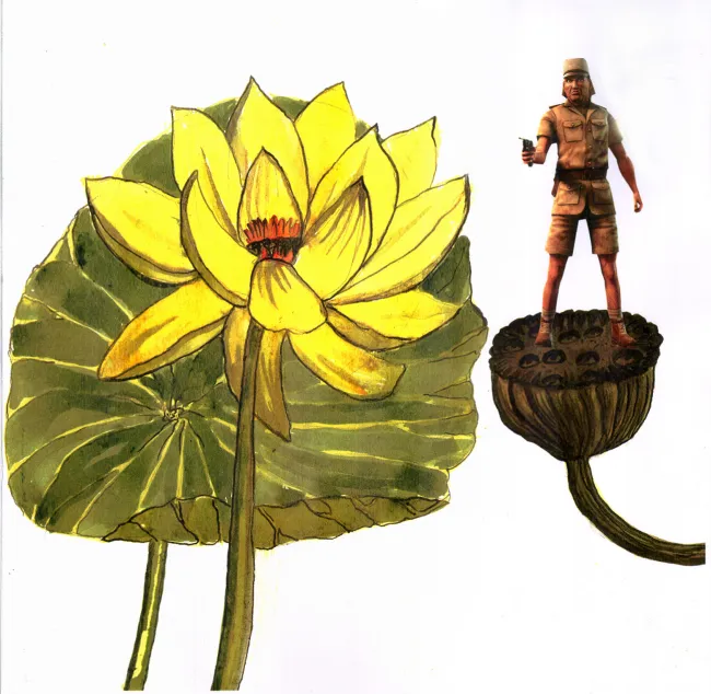 Lotus Lilly