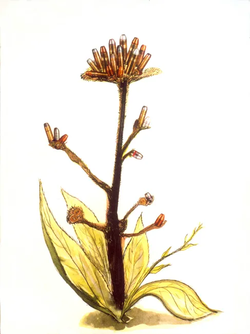 Western Pisonella